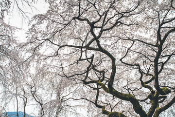 Cherry blossoms in Kyoto in the temples of Daigo Ji 10 April 2012