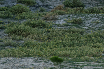 Drought resistant buffalobur weed plants in Texas landscape.