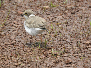 The collared plover