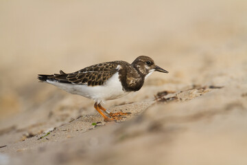 bird - Ruddy Turnstone migratory Arenaria interpres shorebird, migratory bird, Poland Europe Baltic Sea	