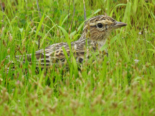 The singing bush lark (Mirafra cantillans) is a species of lark found in Africa, the Middle East, and South Asia.