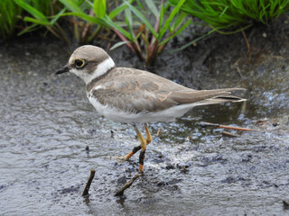 The collared plover