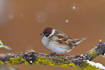 tree sparrow Passer montanus sitting on a branch blurred background winter time winter frosty day