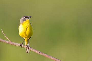 Small bird Yellow Wagtail sitting on tree male Motacilla flava