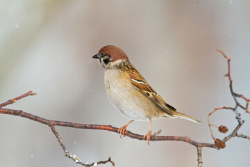 tree sparrow Passer montanus sitting on a branch blurred background winter time winter frosty day