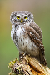 Pygmy owl Glaucidium passerinum little owl natural dark forest north parts of Poland Europe
