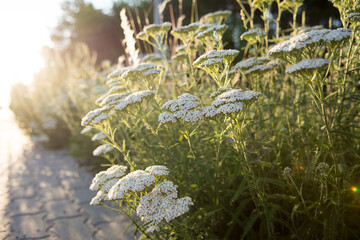 White flowers of achillea  herb growing at the edge of a road