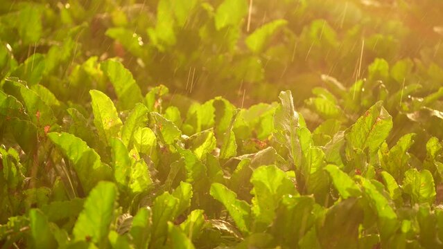 Sugar beet field in a rain shower in summer with sun in Germany