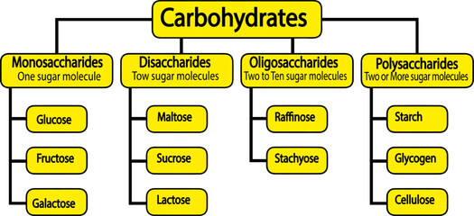 Types of carbohydrates. Carbohydrates And Their Types. Vector illustration.