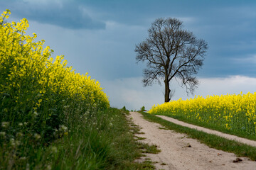 Rapeseed field with dirt road and lonely, leafless tree in May in Poland - 542725861