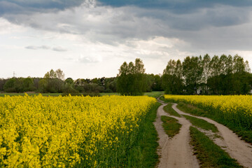 Rapeseed field with dirt road in May in Poland - 542725862