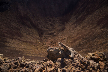 Fuerteventura Barbary Ground Squirrel