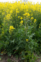 Whole rapeseed plants blooming in spring - 542726023