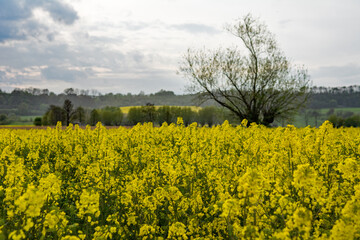 Rapeseed field with a solitary tree in May in Poland - 542726033