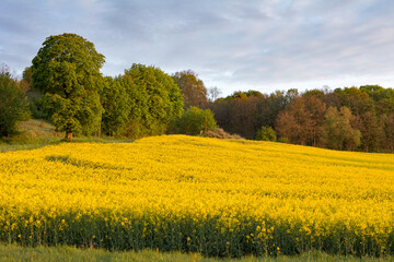 Rapeseed field in May in Poland - 542726068