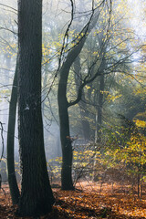 Naklejka premium Herbst Farben Nebel Wolken