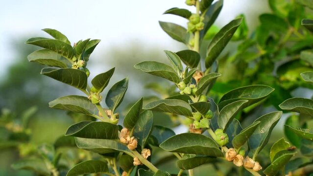 Withania somnifera plant known as Ashwagandha. Indian ginseng herbs, poison gooseberry, or winter cherry.