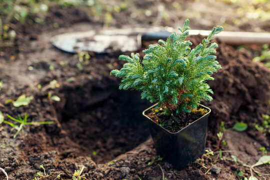 Planting Boulevard Cypress into soil. Spherical evergreen conifer in container ready for transplanting in fall garden