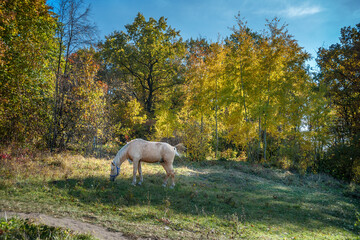 Naklejka na ściany i meble White horse in the grass against the background of the autumn forest.