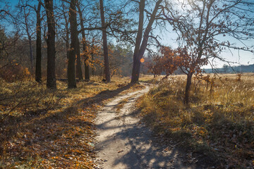 Shadows on the path in the middle of the autumn forest.