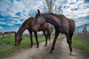 Horses on the path against the background of the autumn sky.