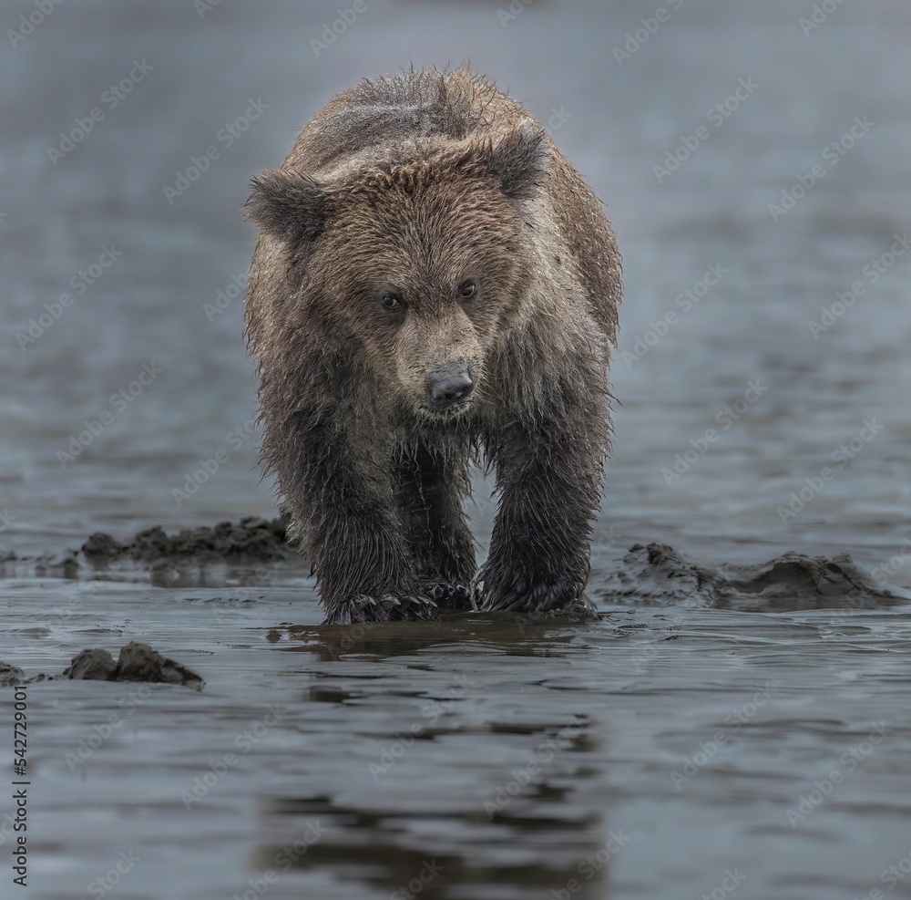 Poster Wild Alaska Peninsula brown bear walking on the wet beach in daylight