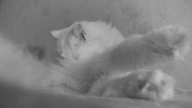 suggestive portrait of a cute lazy old white cat who washes herself with her tongue. Black and white video