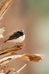 Bonte Tapuit, Pied Wheatear, Oenanthe pleschanka
