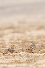 Kroonzandhoen, Crowned Sandgrouse, Pterocles coronatus
