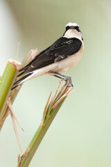Vitatta Bonte Tapuit, Vittata Pied Wheatear, Oenanthe pleschanka vittata