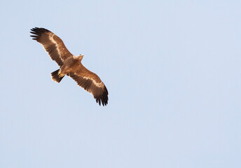 Steppearend, Steppe Eagle, Aquila nipalensis