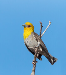 Sakalavawever, Sakalava Weaver, Ploceus sakalava