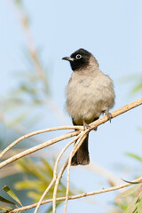 Arabische Buulbuul, White-spectacled Bulbul, Pycnonotus xanthopy