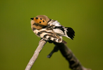 Hop, Eurasian Hoopoe, Upupa epops