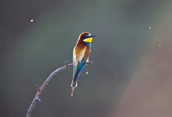 Bijeneter, European Bee-eater, Merops apiaster