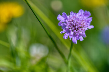 Skabiose Blüte
