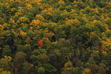 colorful trees in autumn, autumn background