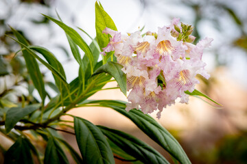 The Chitalpa or Pink Dawn a hybrid between Chilopsis and Catalpa, with beautiful pink striped...