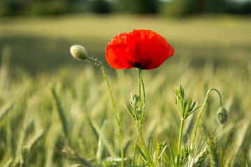 Single red poppy flower with unopened buds on a rye field - 542731216