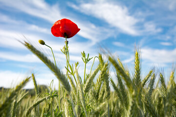 Single red poppy flower against the blue sky on a rye field - 542731240