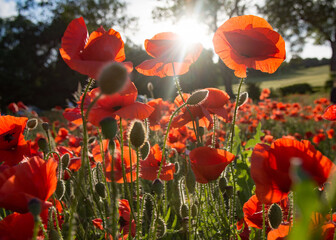 Field of red poppy flowers against the setting sun - 542731284