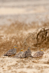 Kroonzandhoen, Crowned Sandgrouse, Pterocles coronatus