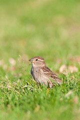 Spaanse Mus, Spanish Sparrow, Passer hispaniolensis