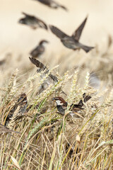 Spaanse Mus, Spanish Sparrow, Passer hispaniolensis