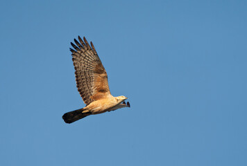 Maleise Wespendief, Crested Honey Buzzard, Pernis ptilorhynchus
