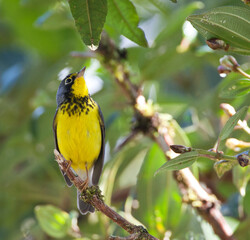 Canadese Zanger, Canada Warbler, Wilsonia canadensis