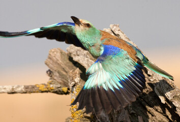 Scharrelaar, European Roller, Coracias garrulus