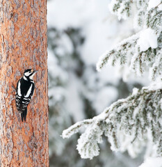 Grote Bonte Specht, Great Spotted Woodpecker, Dendrocopos major