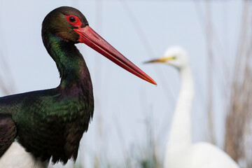 Zwarte Ooievaar, Black Stork, Ciconia nigra