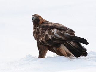 Steenarend, Golden Eagle, Aquila chrysaetos